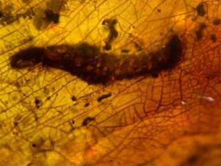uncommon unknown worm Burmite Myanmar Burmese Amber insect fossil dinosaur age 3