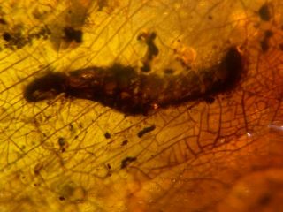 uncommon unknown worm Burmite Myanmar Burmese Amber insect fossil dinosaur age 4