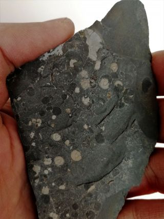 Agnostida Trilobite Fossil,  Cambrian,  Linyi Shandong China K99