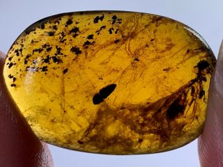Beetle&big Unknown Fly Burmite Myanmar Burmese Amber Insect Fossil Dinosaur Age