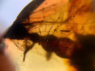 Headless Big Wasp Hornet Burmite Myanmar Burma Amber Insect Fossil Dinosaur Age