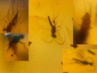 2 Diptera Flies&2 Wasp&stinkbug Burmite Myanmar Amber Insect Fossil Dinosaur Age
