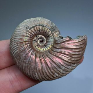 5,  3 Cm (2 In) Ammonite Shell Quenstedtoceras Jurassic Pyrite Russia Fossil