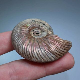 5,  3 cm (2 in) Ammonite shell Quenstedtoceras jurassic pyrite Russia fossil 4