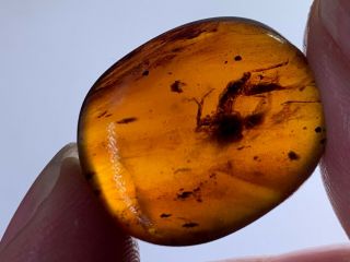 2.  7g Big Unknown Bug Burmite Myanmar Burmese Amber Insect Fossil Dinosaur Age