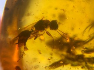 Strange Hymenoptera Wasp Hornet Burmite Myanmar Amber Insect Fossil Dinosaur Age