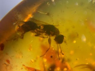 strange Hymenoptera wasp hornet Burmite Myanmar Amber insect fossil dinosaur age 2