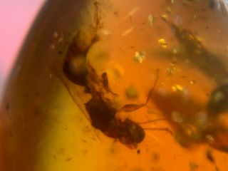 strange Hymenoptera wasp hornet Burmite Myanmar Amber insect fossil dinosaur age 4
