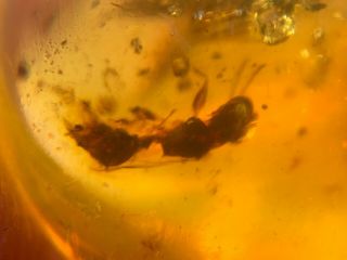 strange Hymenoptera wasp hornet Burmite Myanmar Amber insect fossil dinosaur age 5