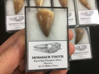 Mosasaur Tooth - Morocco,  Marine Reptile,  Dinosaur Era Fossil