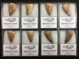 Mosasaur Tooth - Morocco,  Marine Reptile,  Dinosaur Era Fossil 2