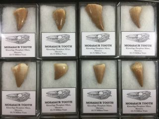 Mosasaur Tooth - Morocco,  Marine Reptile,  Dinosaur Era Fossil 3