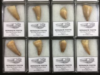 Mosasaur Tooth - Morocco,  Marine Reptile,  Dinosaur Era Fossil 4