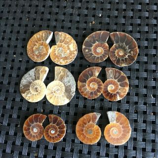 12g 6pairs Of Split Ammonite Baby Fossil Specimen Shell Healing Madagascar P2739