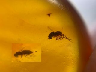 2 Uncommon Diptera Fly Burmite Myanmar Burmese Amber Insect Fossil Dinosaur Age