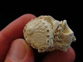 Fossils Gastropods Haliotis volhynica 5