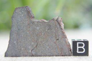 Nwa 10492 H4 Chondrite Meteorite 11.  6 Gram Part Slice Showing Many Chondrules