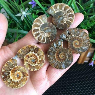 62g 3pairs Of Split Ammonite Baby Fossil Specimen Shell Healing Madagascar P2733