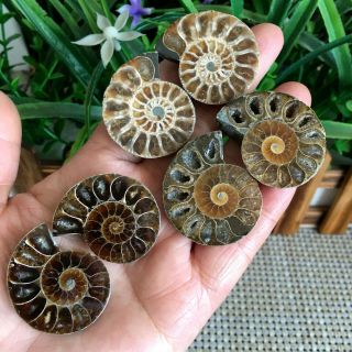 65g 3pairs Of Split Ammonite Baby Fossil Specimen Shell Healing Madagascar P2731
