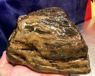 Reilly’s Rocks: Natural Polished Arizona Petrified Wood Burl,  3 Lb