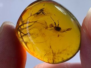 3.  86g Big Unknown Bug&mosquito Burmite Myanmar Amber Insect Fossil Dinosaur Age