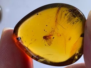 4.  2g Unique Cicada Burmite Myanmar Burmese Amber Insect Fossil From Dinosaur Age