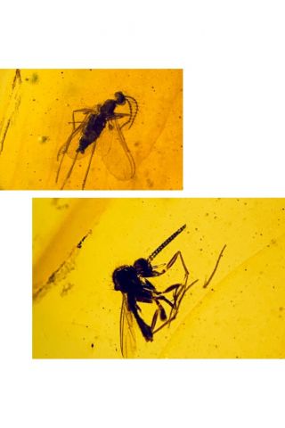 S256 - Two Diptera In Fossil Burmite Insect Amber Cretaceous Dinosaur Age