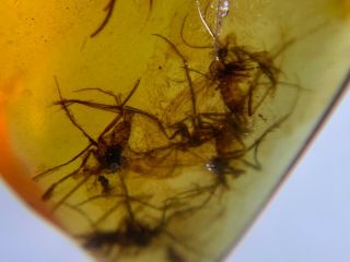 Many Furry Mosquito Flies Nest Burmite Myanmar Amber Insect Fossil Dinosaur Age