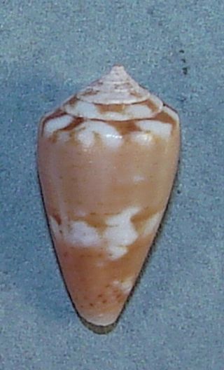 Conus Archetypus Mauricioi 16.  84mm Rare Specimen North Natal,  Brazil