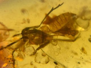Big Unknown Bug Skin Burmite Myanmar Burmese Amber Insect Fossil Dinosaur Age