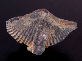 Very Rare Devonian Brachiopod.  Ferronia Subspeciosa.  Spain.  Nºrq12