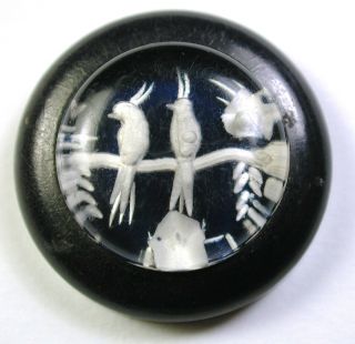 Vintage Lucite In Celluloid Button Back Painted Perched Birds Scene - 1 "