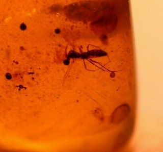 Mycetophilid Fly With Wasp In Burmite Amber Fossil From Dinosaur Age