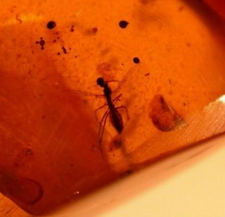 Mycetophilid Fly with Wasp in Burmite Amber Fossil from Dinosaur Age 2