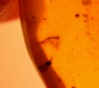 Mycetophilid Fly with Wasp in Burmite Amber Fossil from Dinosaur Age 4