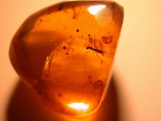 Mycetophilid Fly with Wasp in Burmite Amber Fossil from Dinosaur Age 5