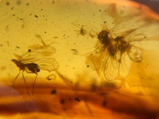 3 unique unknown fly bug Burmite Myanmar Burma Amber insect fossil dinosaur age 3