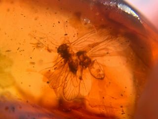 3 unique unknown fly bug Burmite Myanmar Burma Amber insect fossil dinosaur age 4
