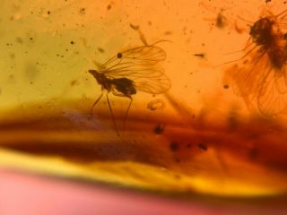 3 unique unknown fly bug Burmite Myanmar Burma Amber insect fossil dinosaur age 5