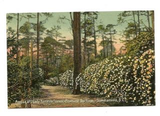 1910 Summersville South Carolina Pinehurst Tea Farm View - M.  B.  Egan Card