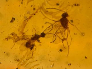 3 Wasp Hornet&unknown Bug Burmite Myanmar Burma Amber Insect Fossil Dinosaur Age