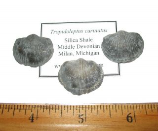 Devonian Brachiopod Fossil 1 Per Bid - Tropidoleptus Carinatus Silica Shale