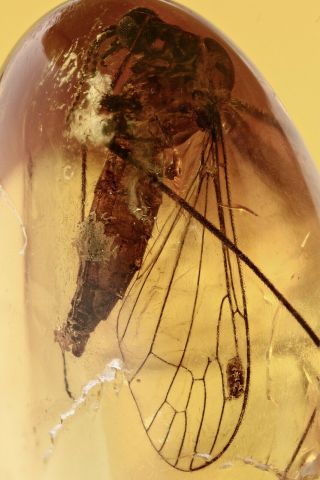 Crane Fly Limoniidae Fossil Inclusion Baltic Amber 190626 - 90,  Img
