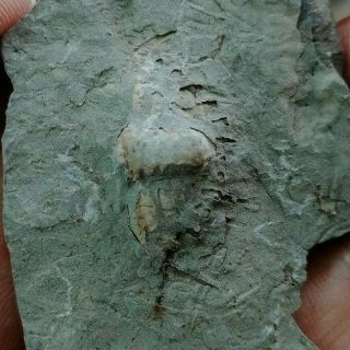Rare Trilobite Pygidium & Agnostida Fossil,  Cambrian,  Linyi,  Shandong,  China L97