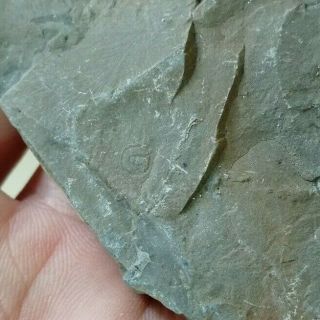 Rare trilobite pygidium & Agnostida fossil,  Cambrian,  Linyi,  shandong,  China L97 2