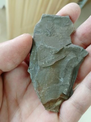 Rare trilobite pygidium & Agnostida fossil,  Cambrian,  Linyi,  shandong,  China L97 3