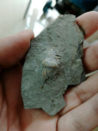 Rare trilobite pygidium & Agnostida fossil,  Cambrian,  Linyi,  shandong,  China L97 4