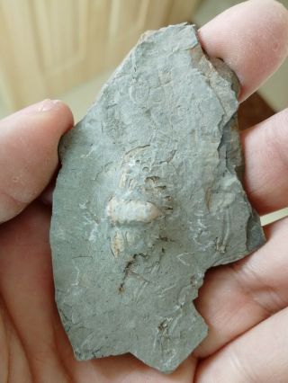 Rare trilobite pygidium & Agnostida fossil,  Cambrian,  Linyi,  shandong,  China L97 5