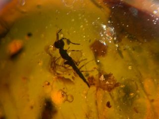 Unique Wasp Bee&2 Flies Burmite Myanmar Burmese Amber Insect Fossil Dinosaur Age