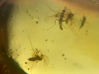 4 Unique Mosquito Flies Burmite Myanmar Burmese Amber Insect Fossil Dinosaur Age